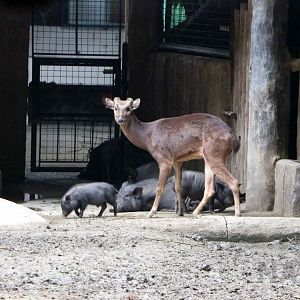 Philippine brown deer, July 2016