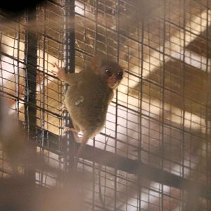 Philippine tarsier, July 2016