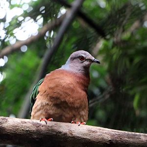 Purple-tailed imperial-pigeon, July 2016