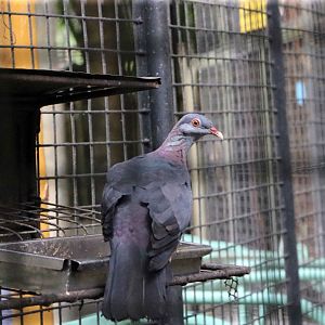 Metallic pigeon, July 2016