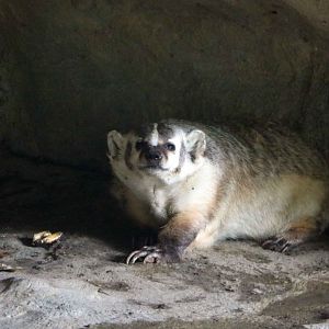 American badger, July 2016
