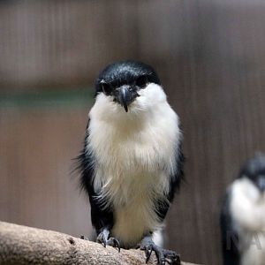 Philippine falconet, July 2016