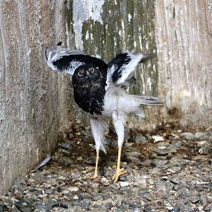 Pied harrier, July 2016