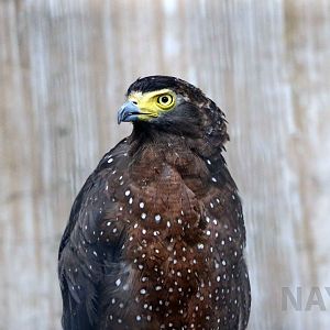 Philippine serpent eagle, July 2016