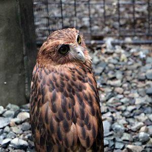 Philippine eagle-owl, July 2016
