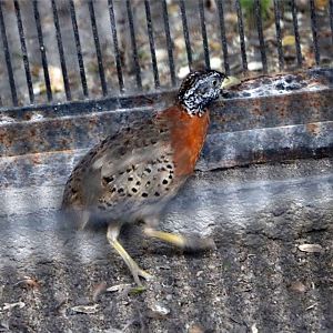 Spotted buttonquail, July 2016