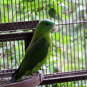 Blue-crowned racquet-tail, July 2016