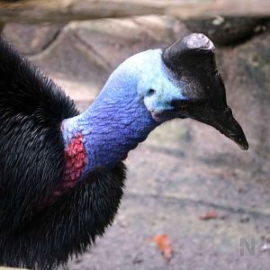 Dwarf cassowary, July 2016