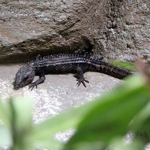 Spiny waterside skink, July 2016