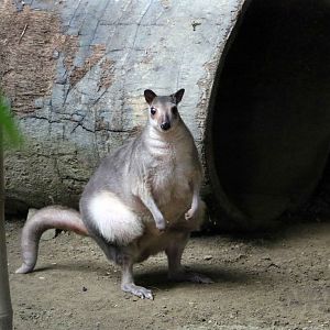 Obese white-striped dorcopsis, July 2016