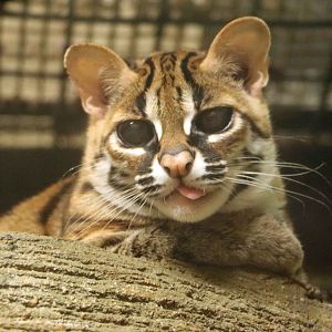 Panay leopard cat, July 2016