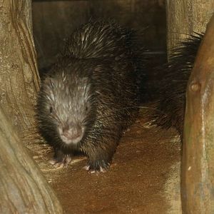 Philippine porcupines, July 2016