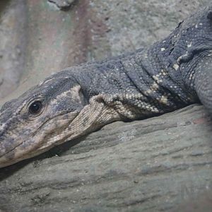 Luzon marbled monitor, July 2016