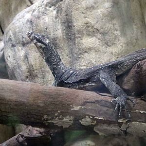 Large-scaled (Visayan) water monitor, July 2016