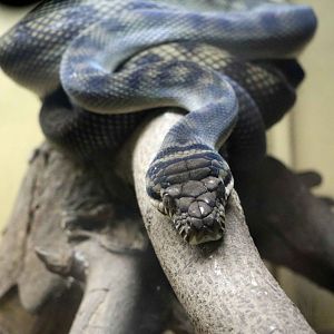 Halmahera python, July 2016