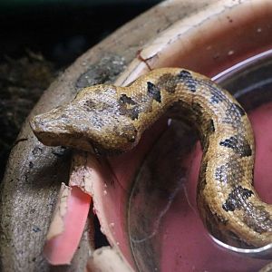 Solomon Islands ground boa, July 2016