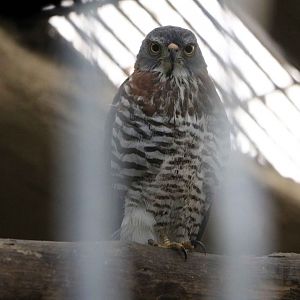 Palawan goshawk, July 2016