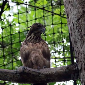 Philippine hawk-eagle, July 2016