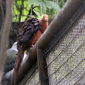 Philippine cuckoo-dove, July 2016