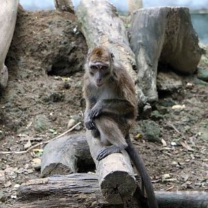 Philippine long-tailed macaque, July 2016