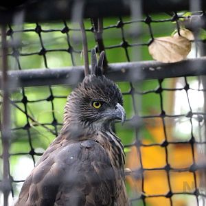 Pinsker's hawk-eagle, July 2016