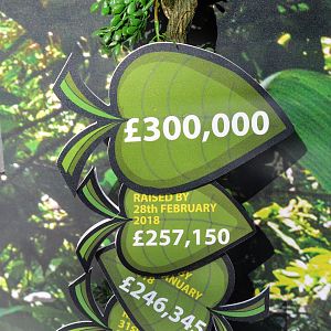 Fundraising for new orang enclosure