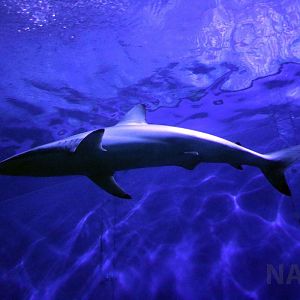 Spinner shark, June 2016