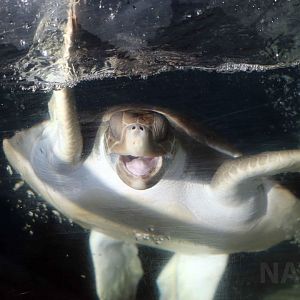 Flatback turtle, June 2016