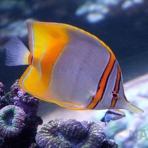 Margined coralfish, June 2016