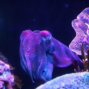 Giant Australian cuttlefish, June 2016