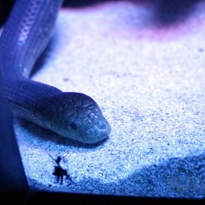 Shark Bay sea snake, June 2016