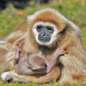Baby Lar Gibbon