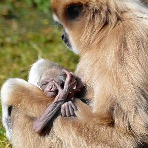 Baby Lar Gibbon