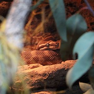 Rough-scaled python, June 2016