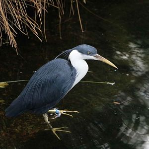 Pied heron, June 2016
