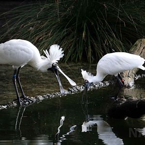 Royal spoonbills, June 2016