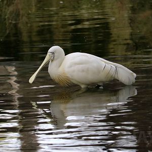 Yellow-billed spoonbill, June 2016