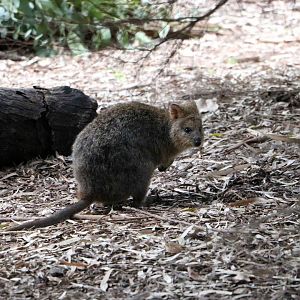 Quokka, June 2016