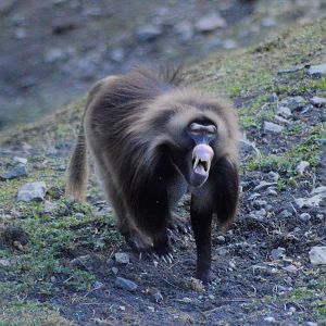 Gelada