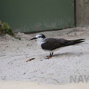 Bridled tern, June 2016