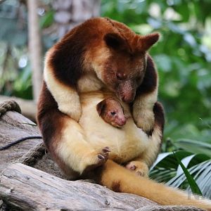 Goodfellow's tree kangaroo, June 2016