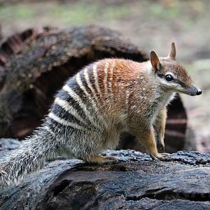 Numbat, June 2016