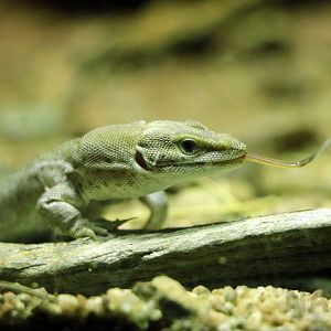 Dampier Peninsula monitor, June 2016