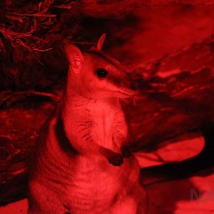 Short-eared rock wallaby, June 2016