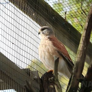 Nankeen kestrel, June 2016