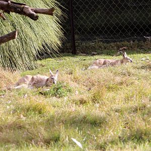 Northern nailtail wallaby, June 2016