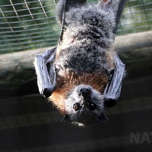 Grey-headed flying fox, June 2016