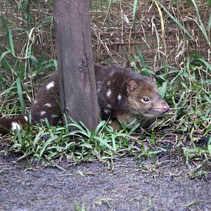 Tiger quoll, June 2016