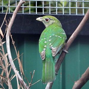 Green catbird, June 2016