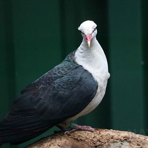 White-headed pigeon, June 2016